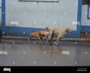 street dog sex human rights day 2017 kn1yhb.jpg from dogsex jpg