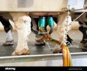 kuhe melken an automatisierten melkstand kckxtk.jpg from 狗博体育平台▌网站ag208 cc▌⅗≒• kuhe