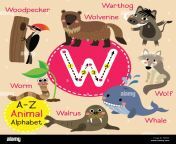 cute zoo para ninos alfabeto letra w el rastreo de animales divertidos dibujos animados para los ninos el aprendizaje de vocabulario en ingles p80fpp.jpg from mtjroo5o w