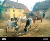 nepal la region de terai madhesh aldea de la etnia tharu casas tradicionales y vacas bak08y.jpg from nepal madesh sexx indian village