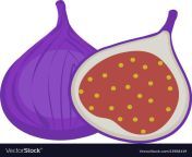 fresh figs icon flat cartoon styleisolated vector 13958419.jpg from cartoon fig