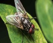 effective ways to get rid of those buzzing houseflies 349x.jpg from kerala man hot hairy body