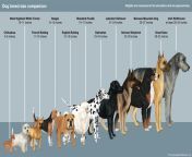 dog breed height comparison.jpg from www xxnnxx coamanatha xxx video kajal bfxxx video