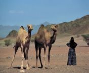 woman bedouin camels arabian madain salih saudi.jpg from arob arbin