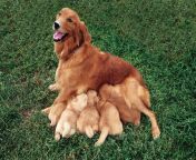 retriever puppies.jpg from dogs one time two sex