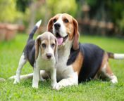 beagle hound dog puppy.jpg from bigle all your pix