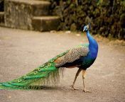 blue peafowl tail indian peacock courtship displays.jpg from pecocker