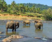 elephants sri lanka.jpg from srilanxxx