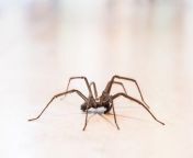 house spider crawling in living room.jpg from spider controls our life for 24 650k views months ago