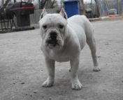 american bully 585739 jpeg from bully white