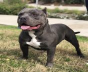 american bully 756987 jpeg from bully white