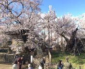 yamataka jindai cherry blossom 4.jpg from jindai