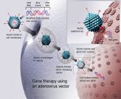 image 2109 gene therapy.jpg from adenovirus 1s 4 jpg