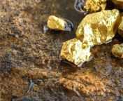 gold nuggets jpgv1610450668 from real to