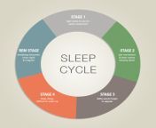 article sleep cycle jpg18439520138487842324 from all sleeps