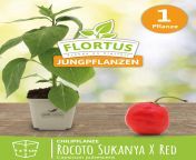 564110 chilipflanze rocoto sukanya x red 8400 40153 1x 4.jpg from www suhanya x