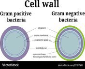 bacteria cell wall gram positive and gram negative vector 23107941.jpg from gram