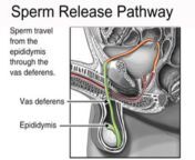 400 from how sperm release sex