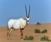 arabian oryx scaled.jpg from oman arabian x