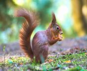 squirrel park nature animal nager cute forest wildlife photography 1383830 jpgd from 10742227 jpg