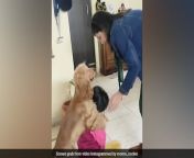 j2ebc7n the video has been shared on a page called momo cocker spaniel the dogs instagram account 625x300 21 december 22 jpgdownsize360 from bangla sexdog