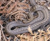 smooth snake gettyimages 1270190478 05ec06f jpgfit10241024 from snakes brit