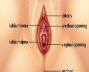 anatomy of vagina cosmetic gynecology clinic chennai 500x250.jpg from vegena com