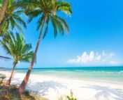 summer beach palm trees sea 3840x2160.jpg from strand