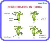 regeneration in hydra teachoo.jpg from budding c
