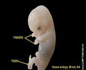 embryofetus 16x9.jpg from how live begins