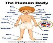 parts of human body definition and examples 706x1024.jpg from one by one body parts for choot mama gand
