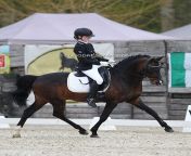21 sinttruiden hollands zorro 2118 jpgitokvaot1ugh from riding a fei dressage pony lesson with international rider ruby hughes vaulting more