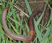 earthworms main.jpg from earth worms in pussingh sexy xxx