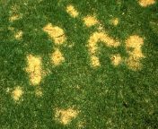 hgic lawns dog urine damage 1600 jpgitokbqhlzixy from pee on the grass