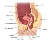 shutterstock 557036017.jpg from internal part of the vagina when pein in