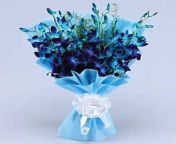 1697753528646 7f70ab0e 9e79 45ca adc1 a2f320a50109 jpeg from kdv blue orchid