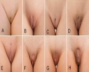 labia minora2s jpg 1944467 from different types of pussy