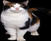 40 cat.png image download picture kitten.png from png only