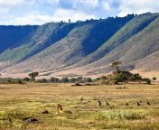 tansania ein erwachsener macc88nnlicher locc88we schucc88tzt seine beute vor den lauernden aasfressern im ngorongoro krater tansania gary c tognoni shutterstock 1200x800@2x.jpg from tansania